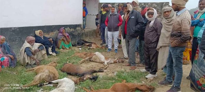 ten goats died of cold